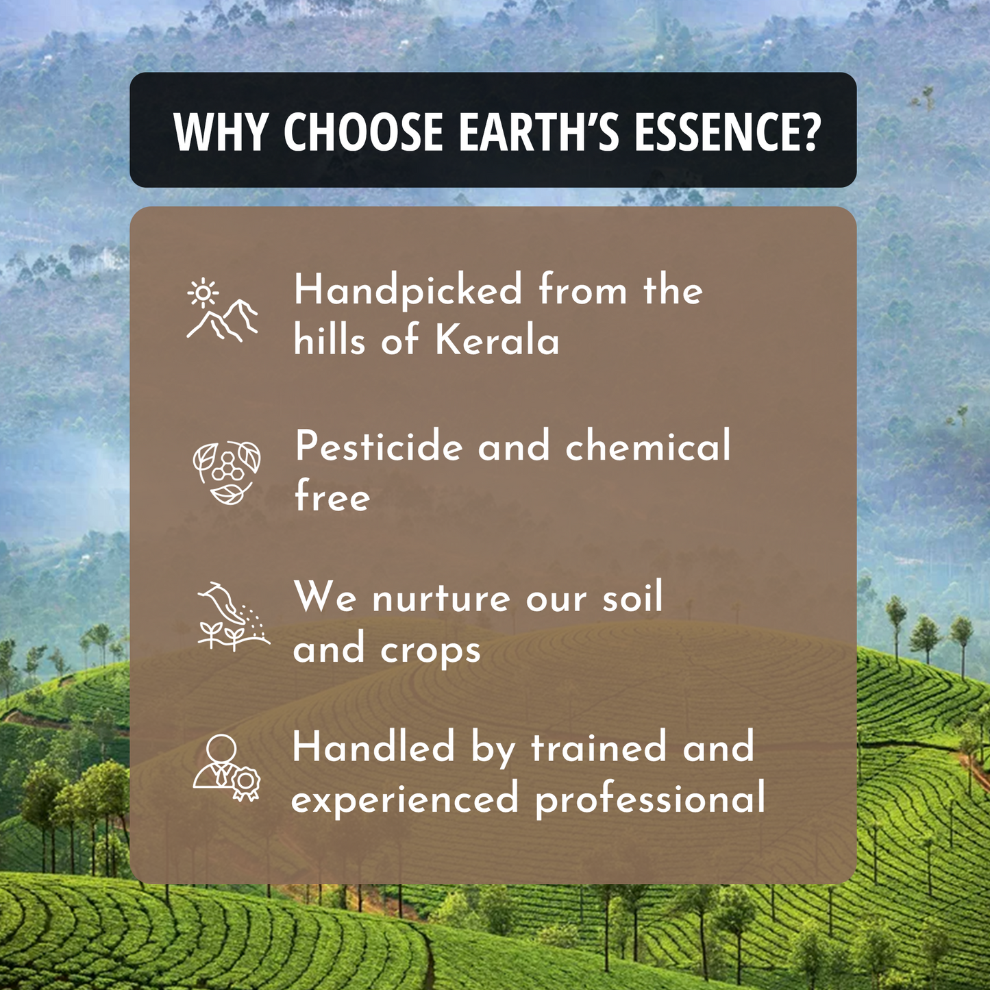 Premium Wayanadan Filter Coffee Powder – Organically Grown in Kerala's Western Ghats